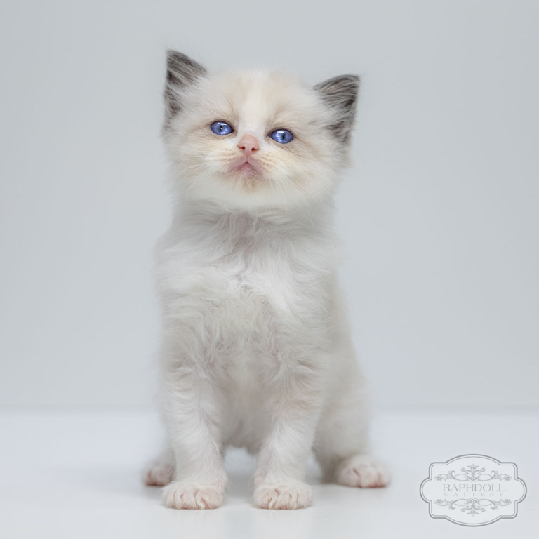 ragdoll-kitten-bicolor-sale-LPAC-w