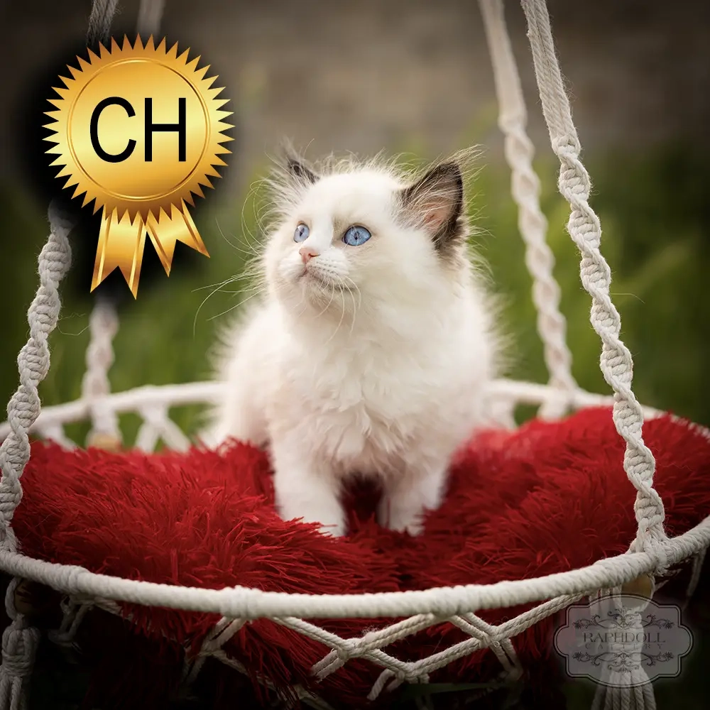 ragdoll kitten sale ZPAB ragdoll-kitten-sale-ZPAB