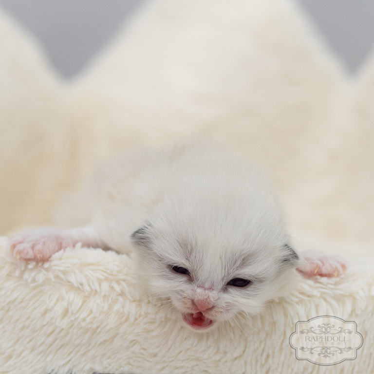 ragdoll kitten sale LRDE ragdoll-kitten-sale-LRDE