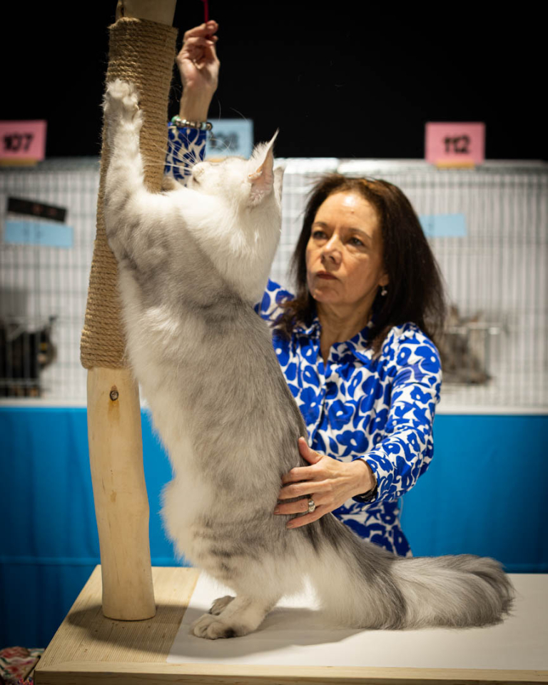 ragdolls-thames-tica-cat-show-apr-2026-23 ragdolls-thames-tica-cat-show-apr-2026-23