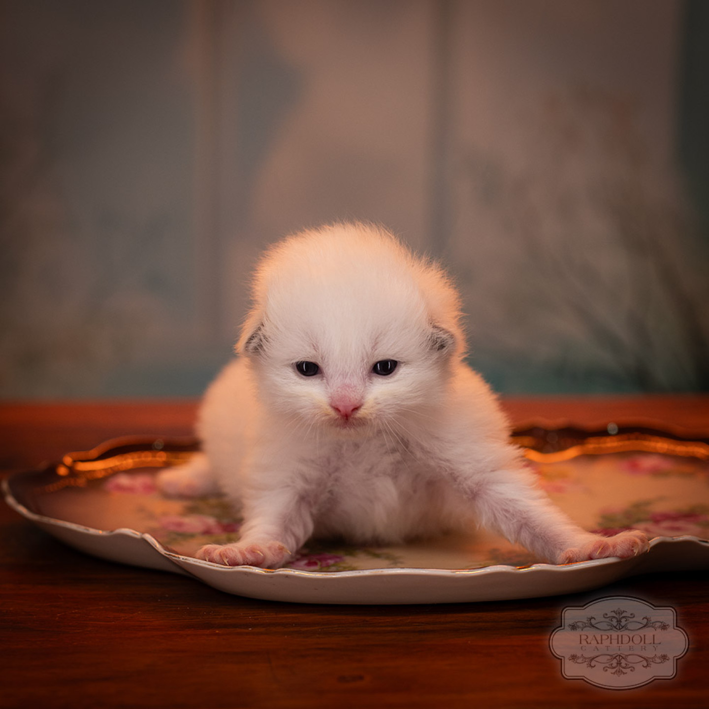 ragdoll-kitten-sale-LSDA