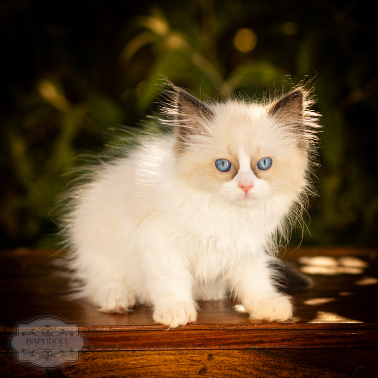 ragdoll-kitten-bicolor-LRBB-w