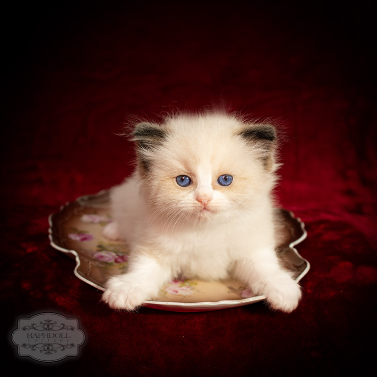 ragdoll-kitten-bicolor-LPBB-w