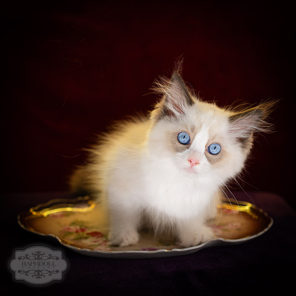 ragdoll kitten sale LPCE ragdoll-kitten-sale-LPCE