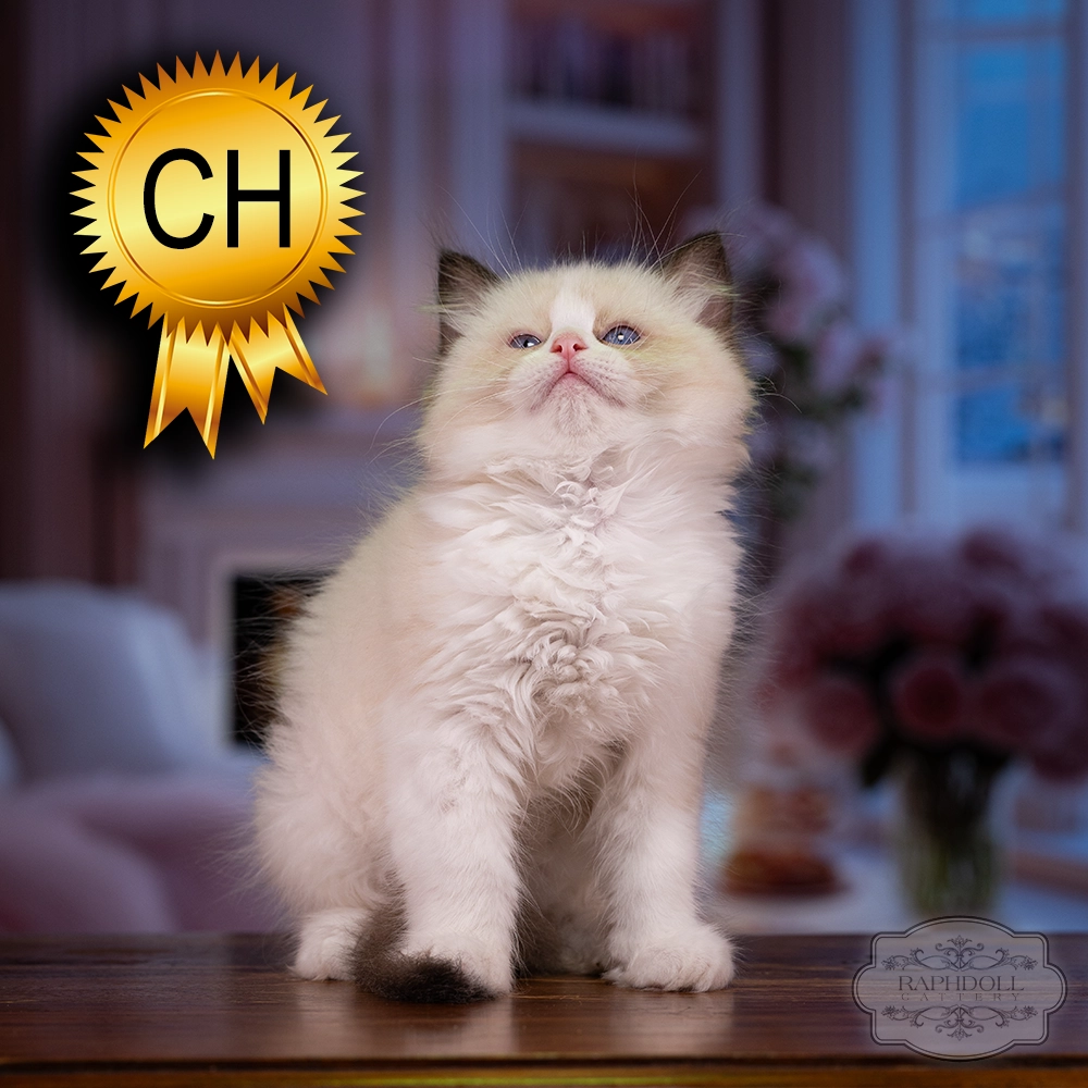 ragdoll kitten sale ragdoll-kitten-sale-ZCAB
