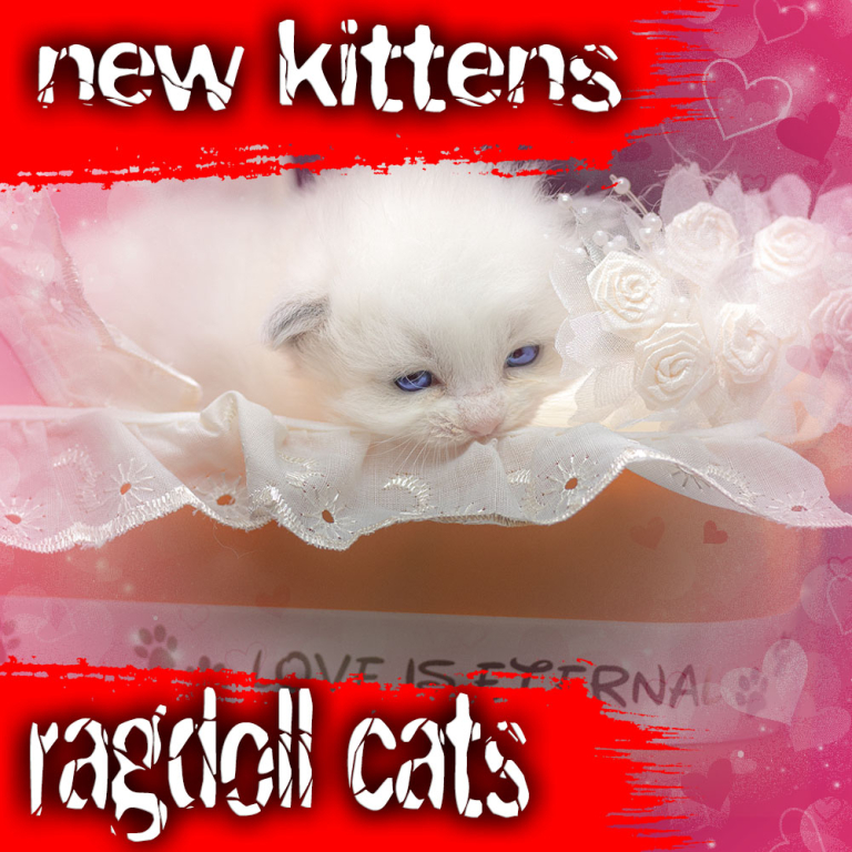 new-ragdoll-kittens-bicolor-july2024