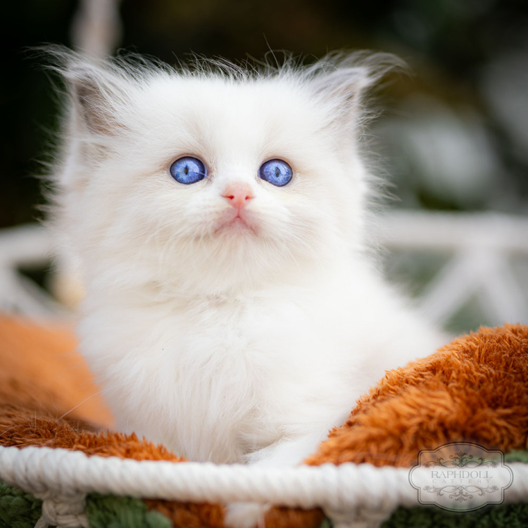 ragdoll-kitten-bicolor-lrab112-w