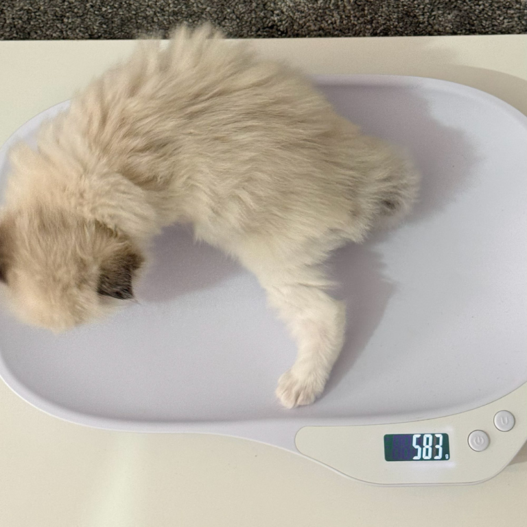 ragdoll kitten sale LRDB ragdoll-kitten-sale-LRDB-5ww