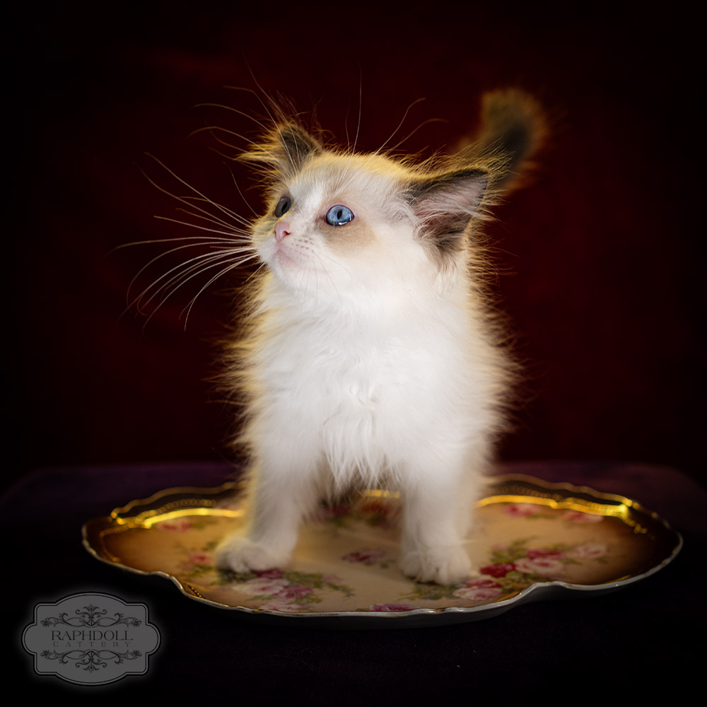 ragdoll-kitten-sale-LPCD