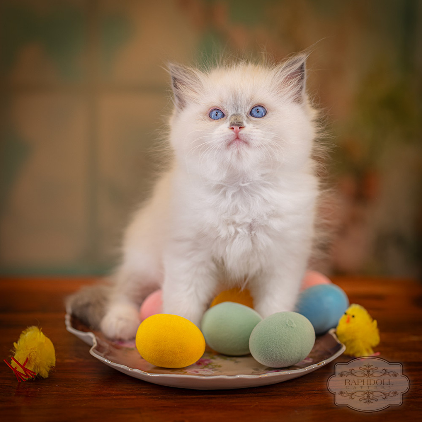 ragdoll-kitten-sale-LRDE.
