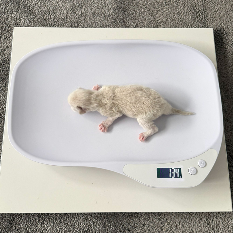 ragdoll-kitten-sale-ZPAA