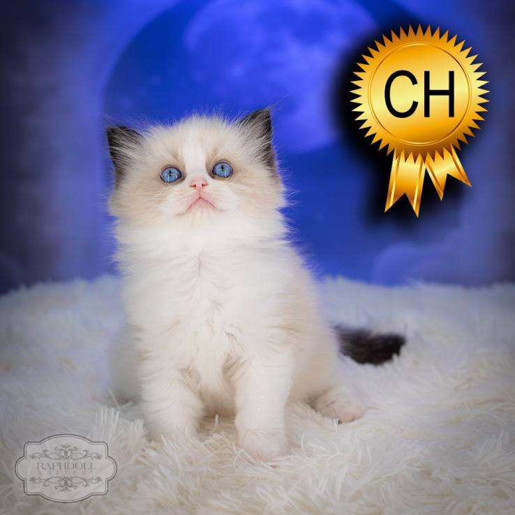 ragdoll-kitten-sale-ZPAB