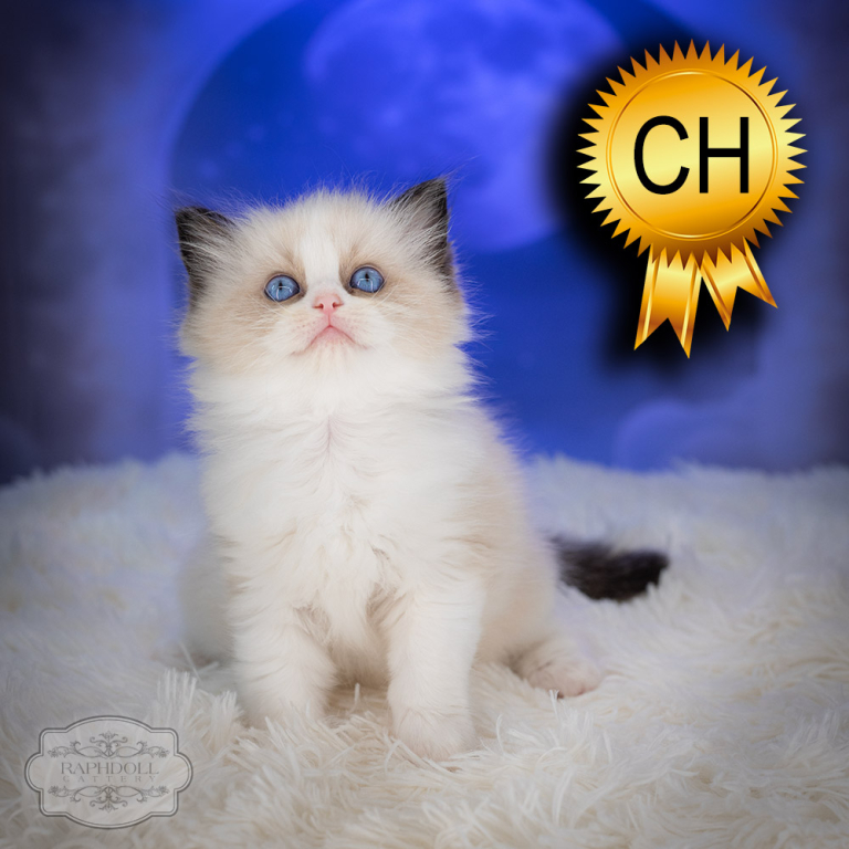 ragdoll kitten sale ZPAB ragdoll-kitten-sale-ZPAB