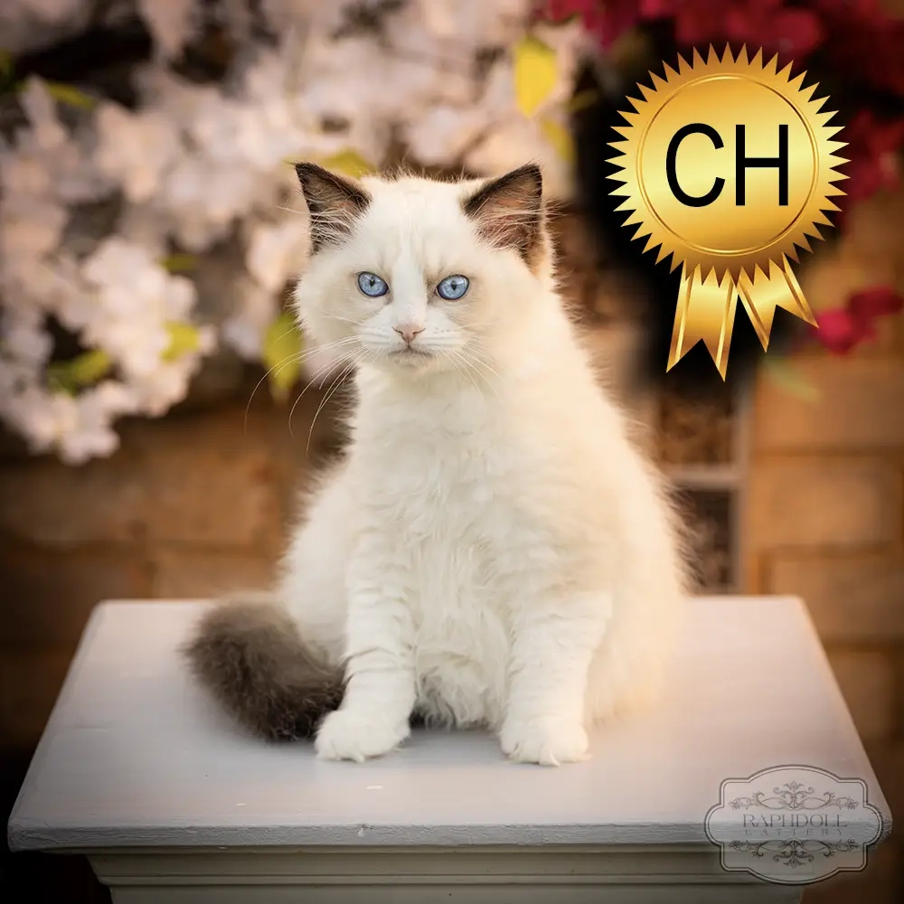 ragdoll kitten sale ZPAC ragdoll-kitten-sale-ZPAC1