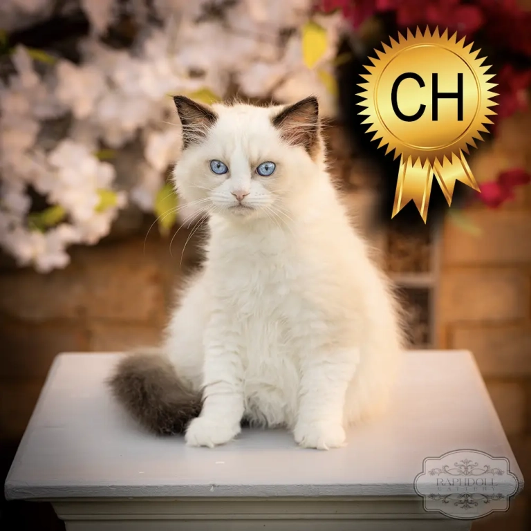 ragdoll kitten sale ZPAC ragdoll-kitten-sale-ZPAC1