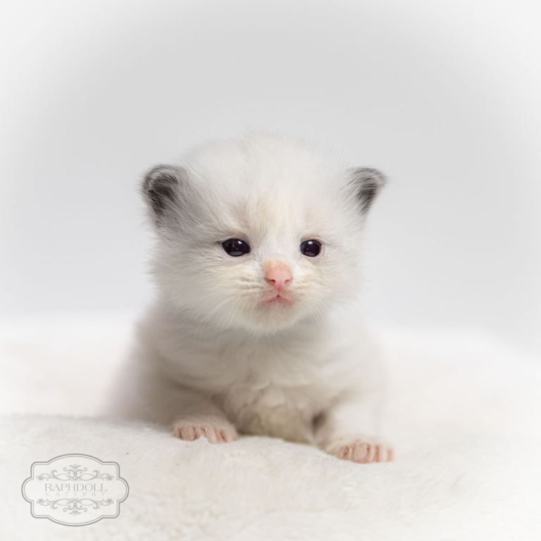 ragdoll-kitten-LPAA1-w