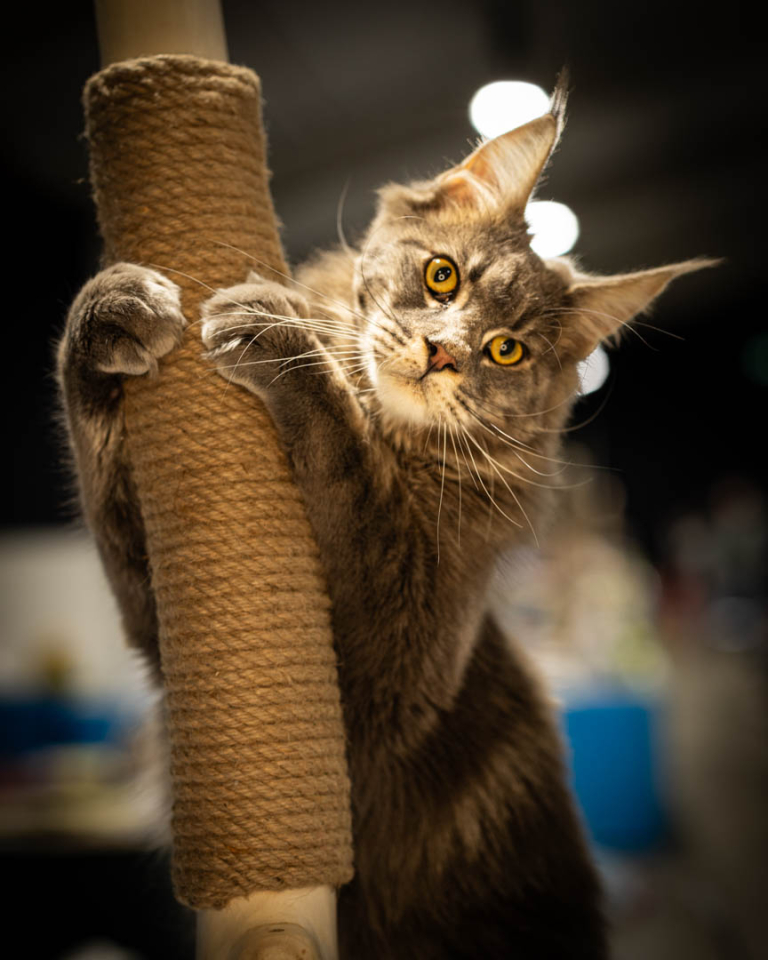ragdolls-thames-tica-cat-show-apr-2026-57 ragdolls-thames-tica-cat-show-apr-2026-57
