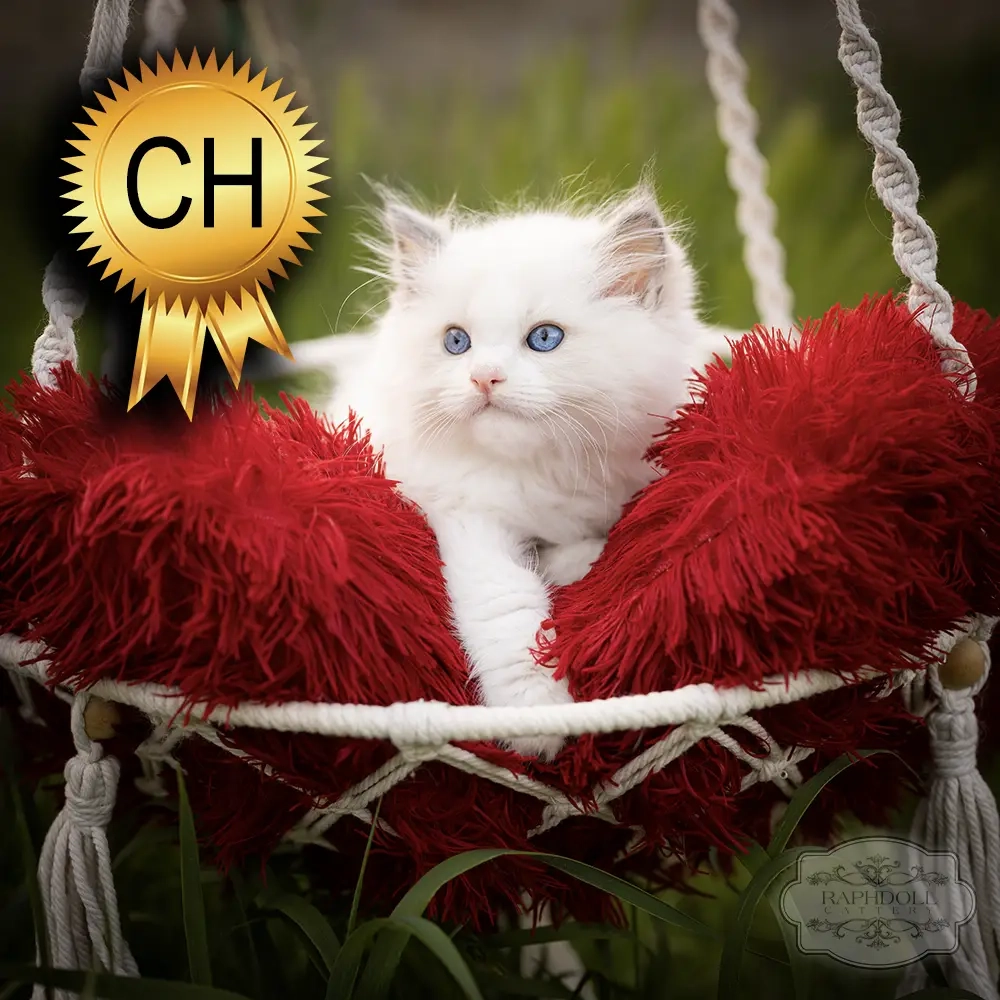 ragdoll kitten sale ZPAA ragdoll-kitten-sale-ZPAA