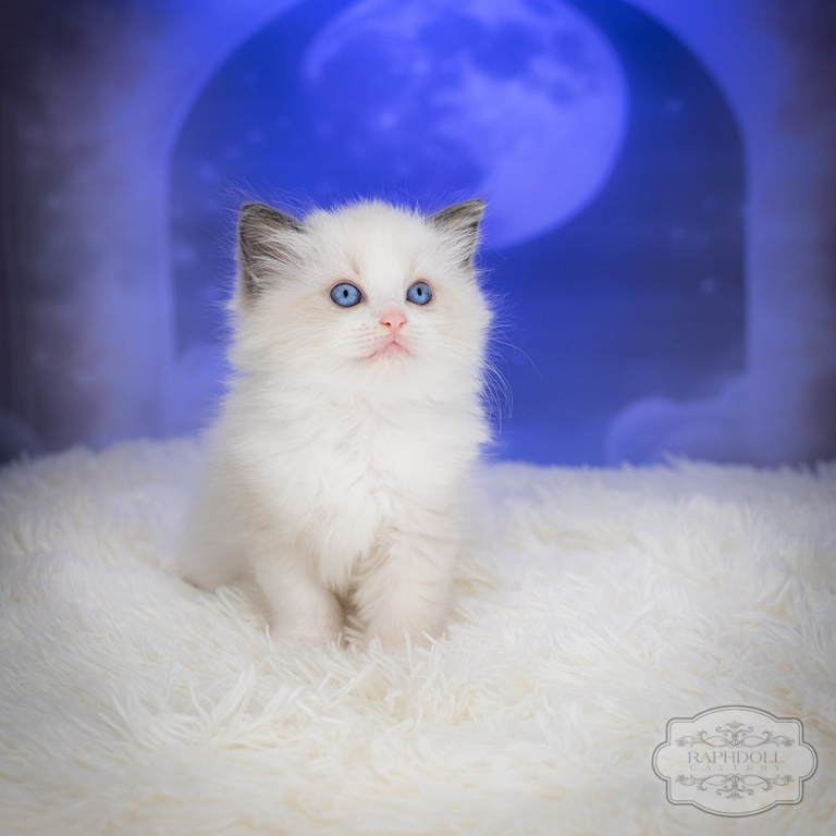 ragdoll-kitten-sale-LSDB