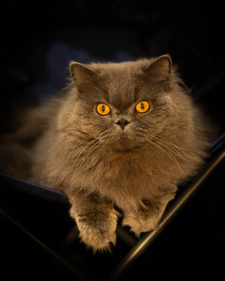 ragdolls-thames-tica-cat-show-apr-2026-42 ragdolls-thames-tica-cat-show-apr-2026-42