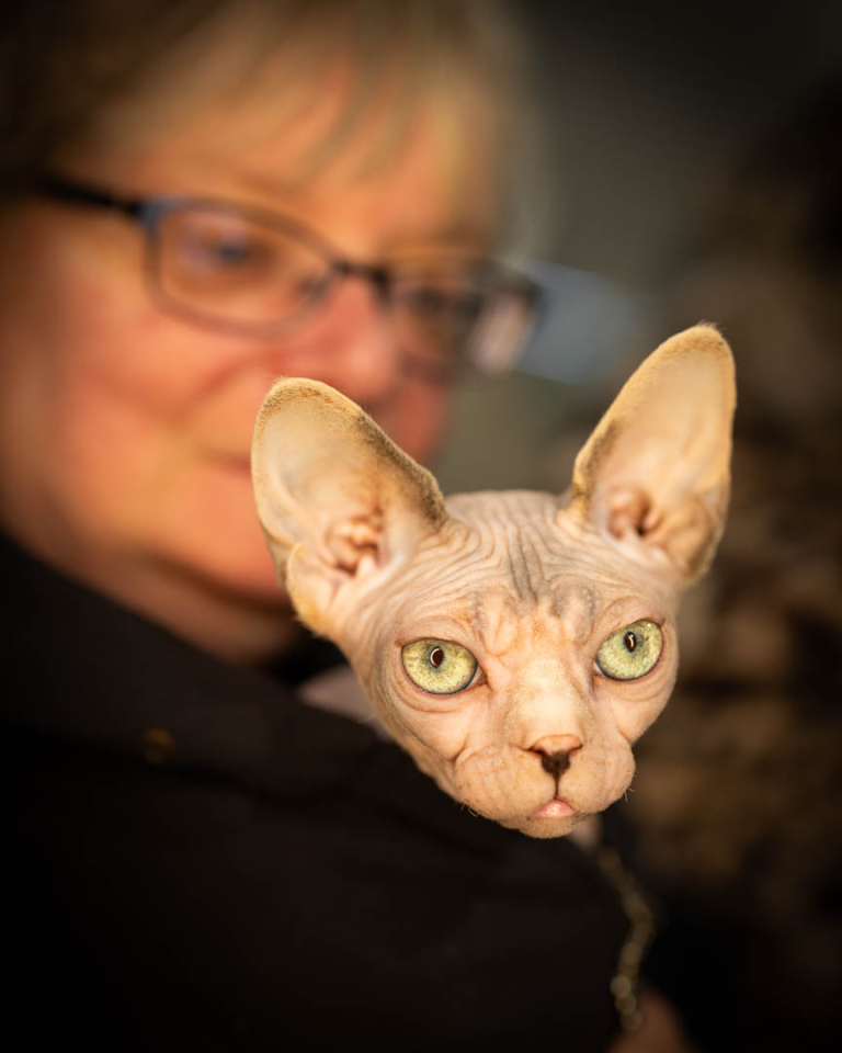 ragdolls-thames-tica-cat-show-apr-2026-49 ragdolls-thames-tica-cat-show-apr-2026-49