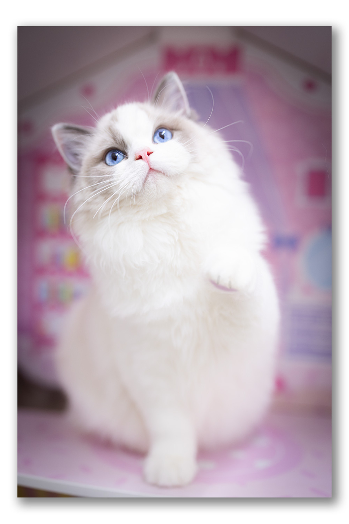 ragdoll-kitten-photo-lrab