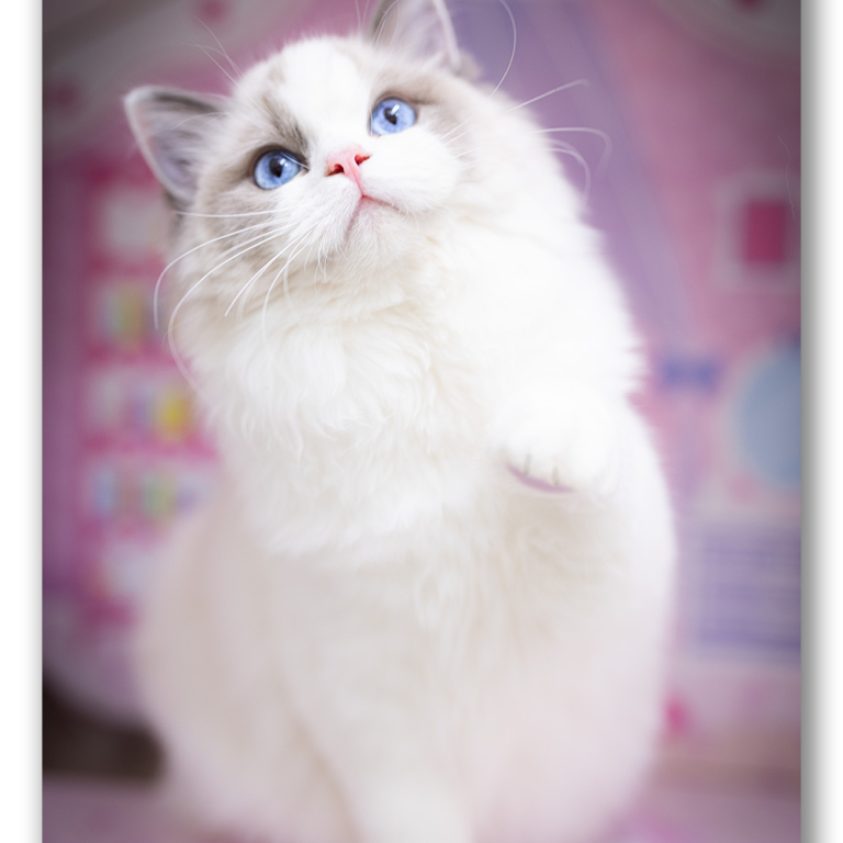 ragdoll-kitten-photo-lrab