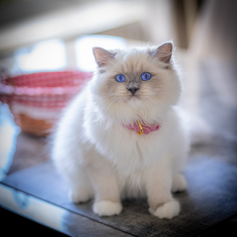 ragdoll-kitten-london