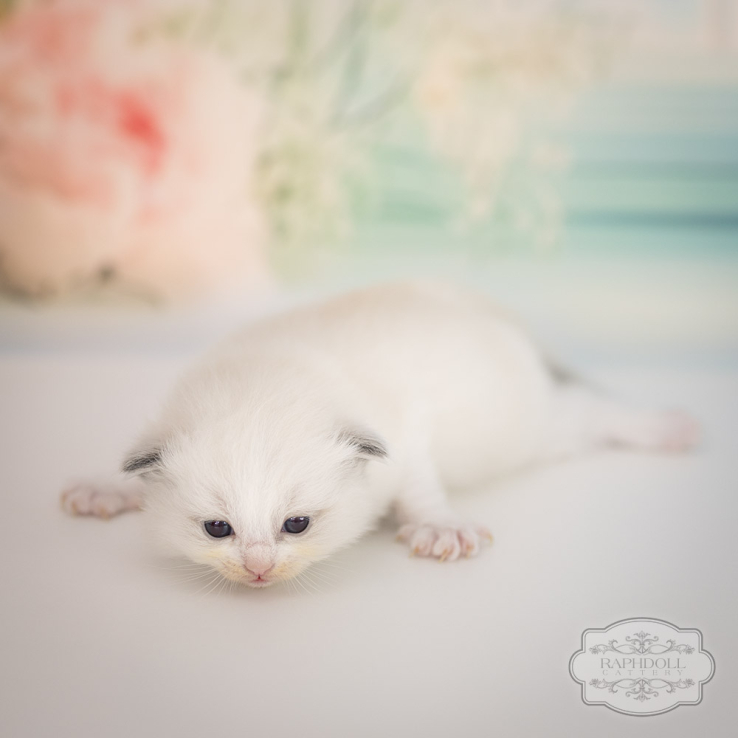 ragdoll-kitten-sale-LRDD