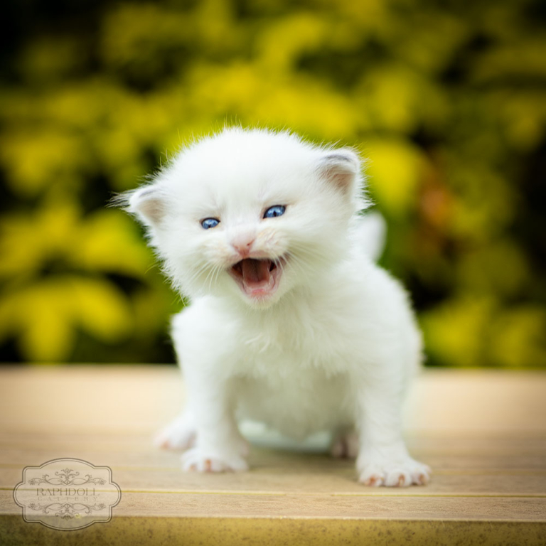 ragdoll-kitten-bicolor-lrab11-w