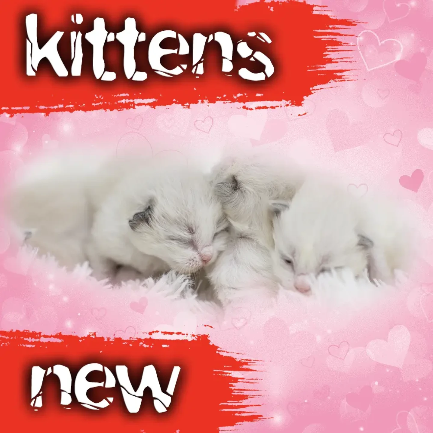 ragdoll kittens champions jul 2026 ragdoll-kittens-jul-2026-champions