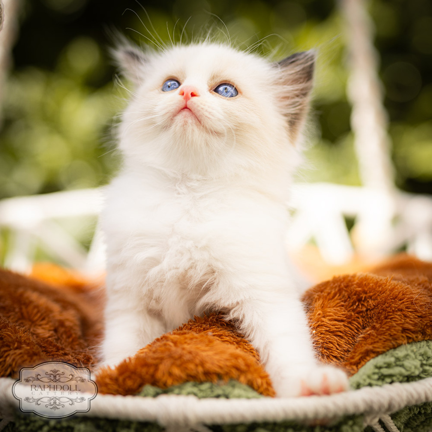 ragdoll-kitten-bicolor-for-sale-LPBB-w