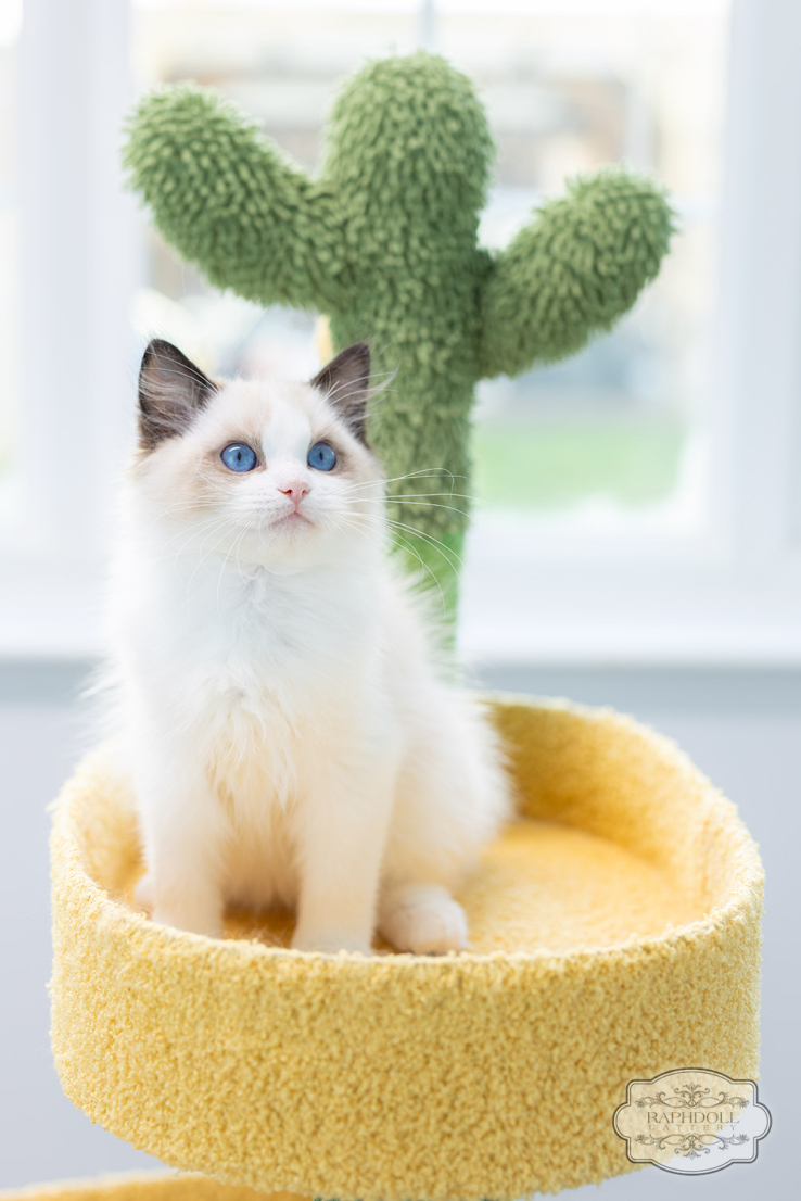 ragdoll-kitten-sale-LSCH