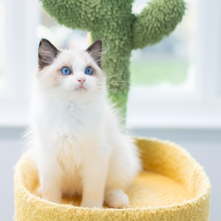 ragdoll-kitten-sale-LSCH