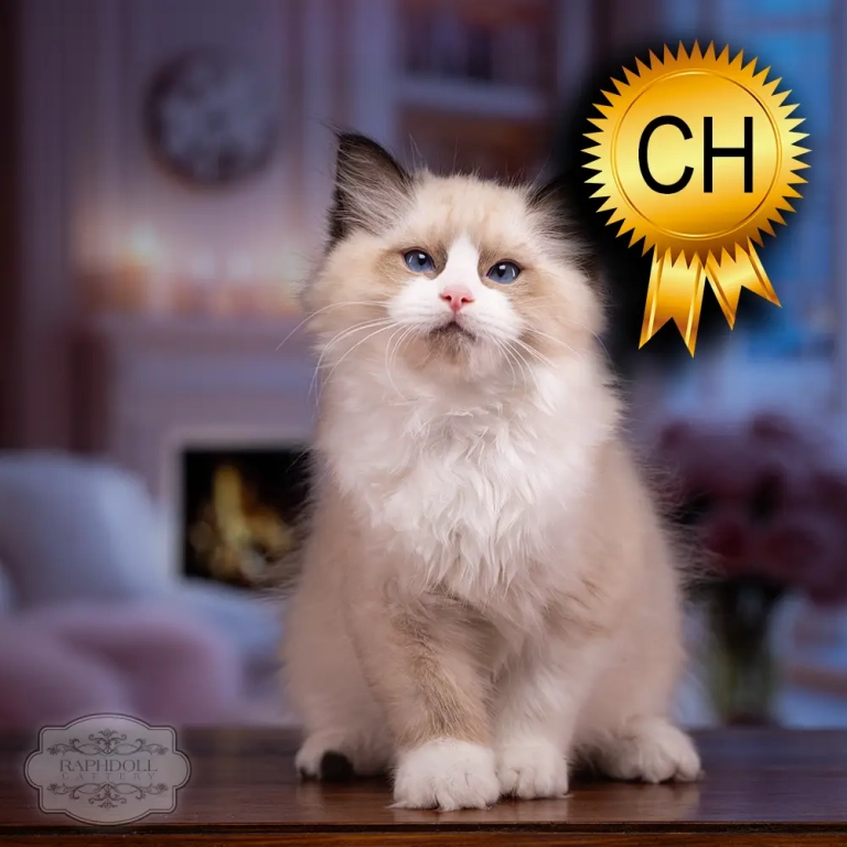 ragdoll-kitten-sale-ZCAK