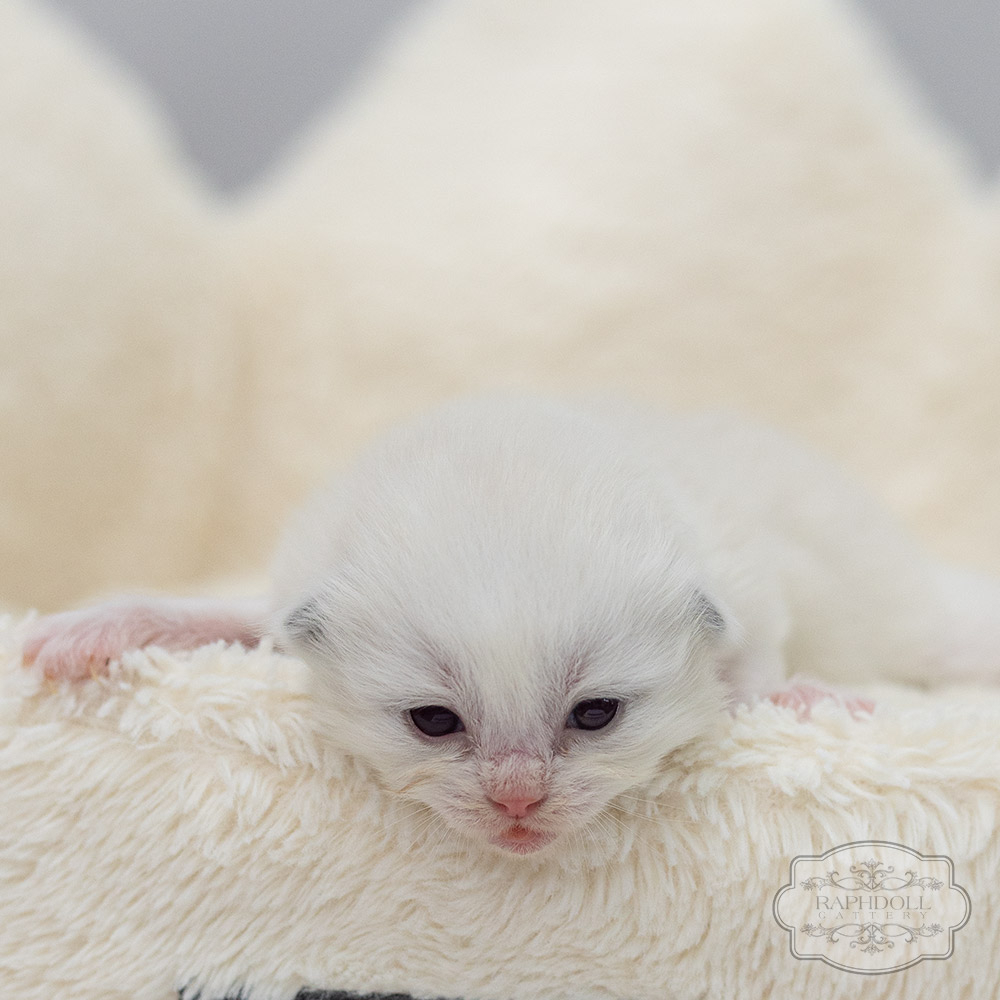 ragdoll-kitten-sale-LRDC
