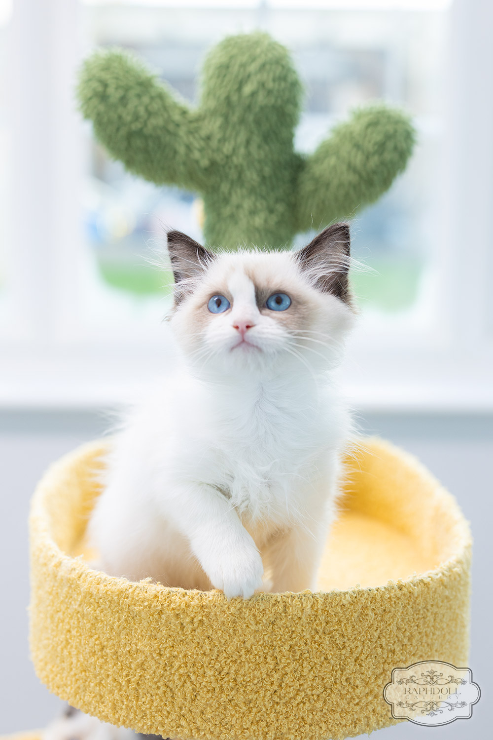 ragdoll-kitten-sale-LRCB