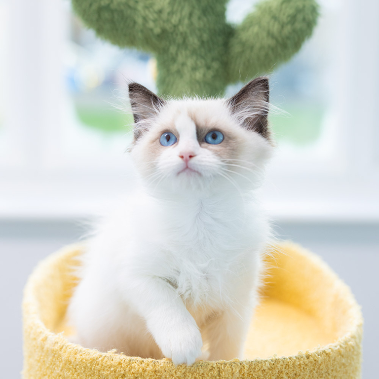 ragdoll-kitten-sale-LRCB