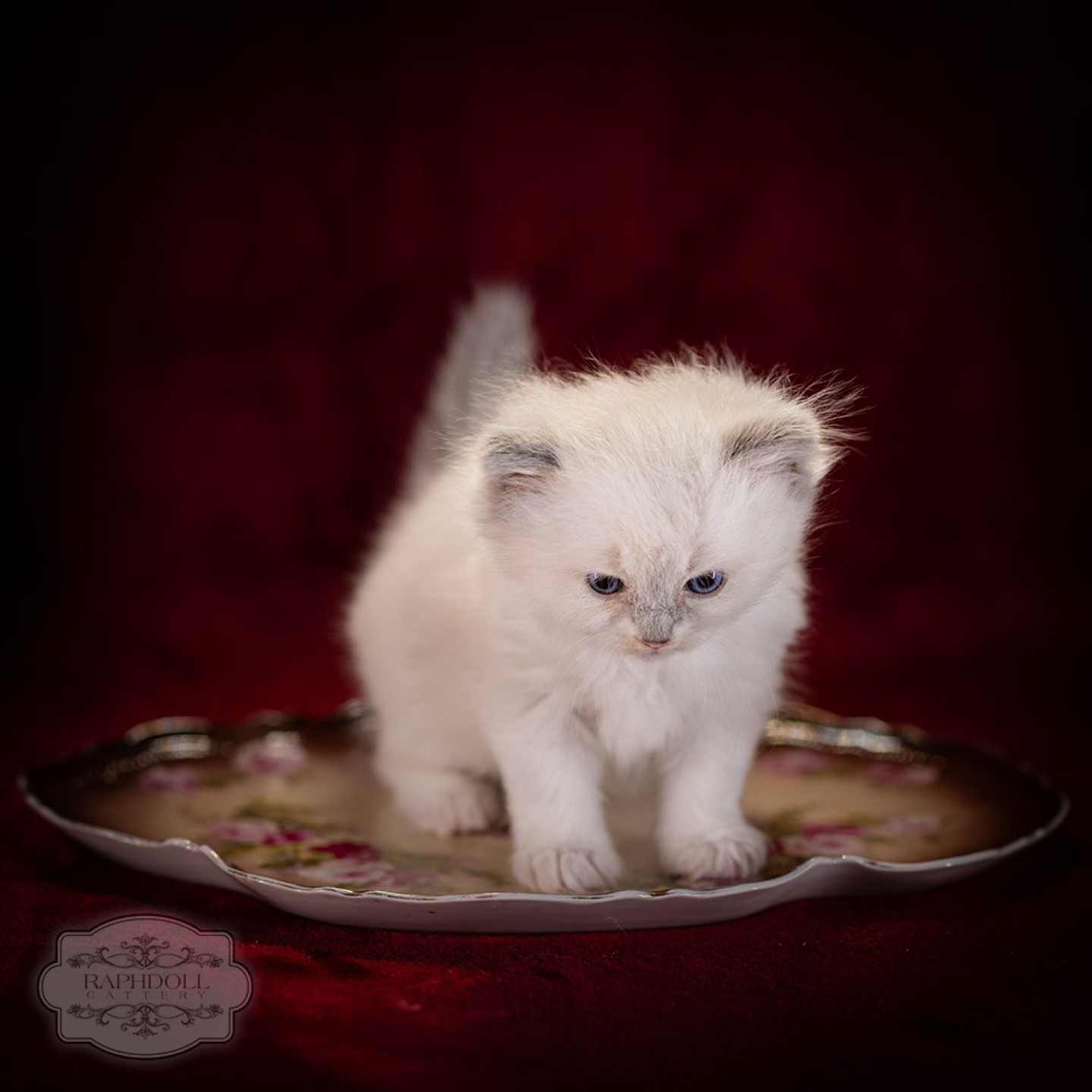 ragdoll-kitten-sale-LRDE-5w