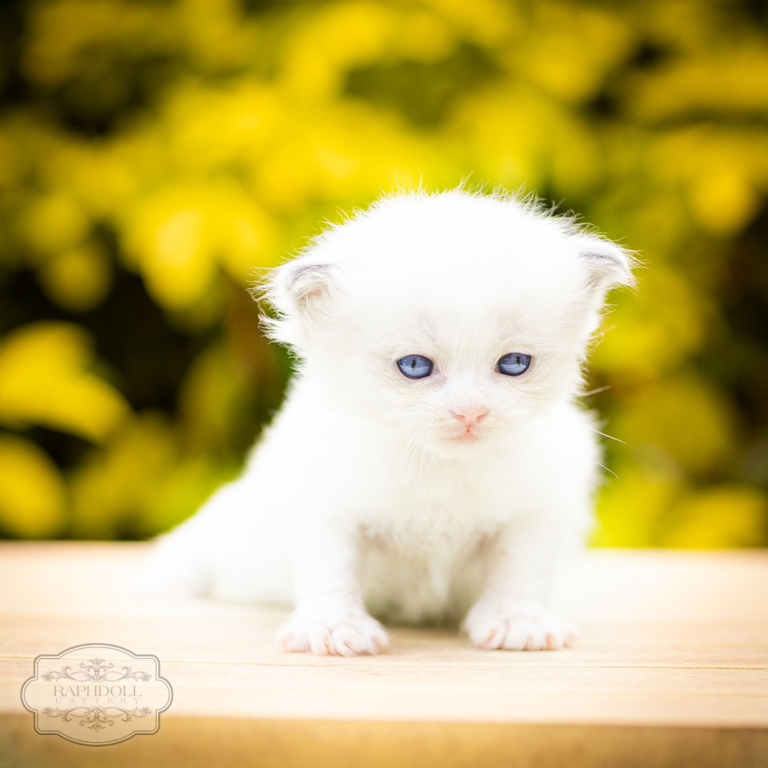 ragdoll-kitten-bicolor-lrae11-w