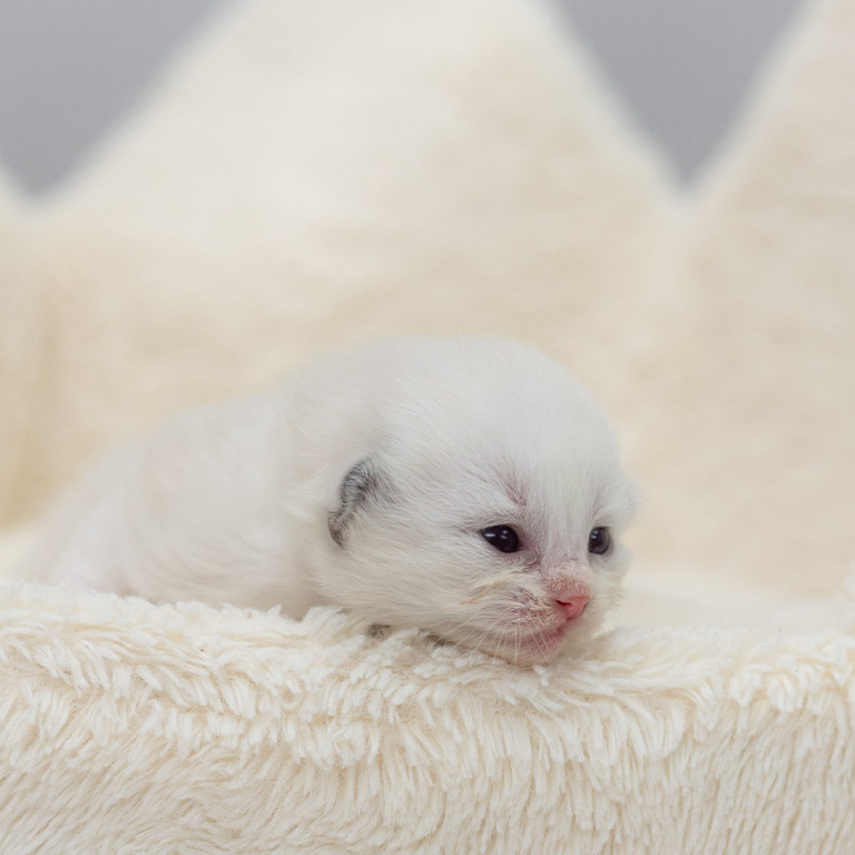 ragdoll kitten sale ragdoll-kitten-sale-LRDA