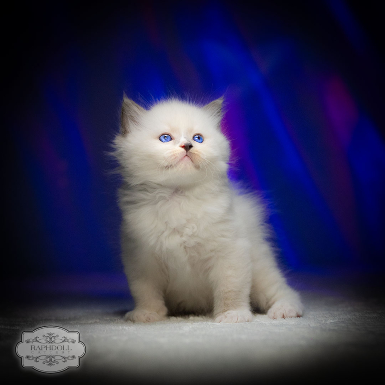 ragdoll-kitten-for-sale-pkaa1w