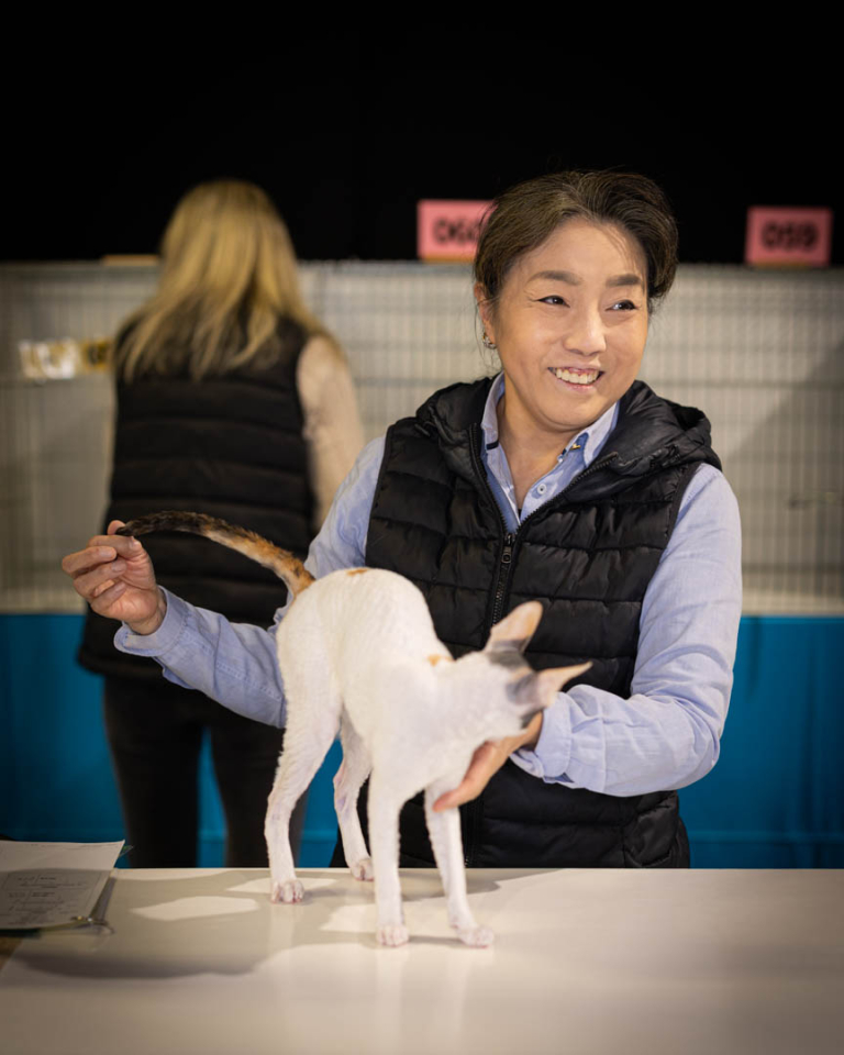ragdolls-thames-tica-cat-show-apr-2026-10 ragdolls-thames-tica-cat-show-apr-2026-10