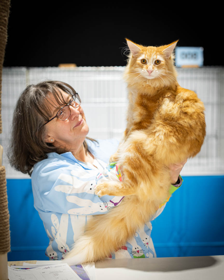 ragdolls-thames-tica-cat-show-apr-2026-39 ragdolls-thames-tica-cat-show-apr-2026-39