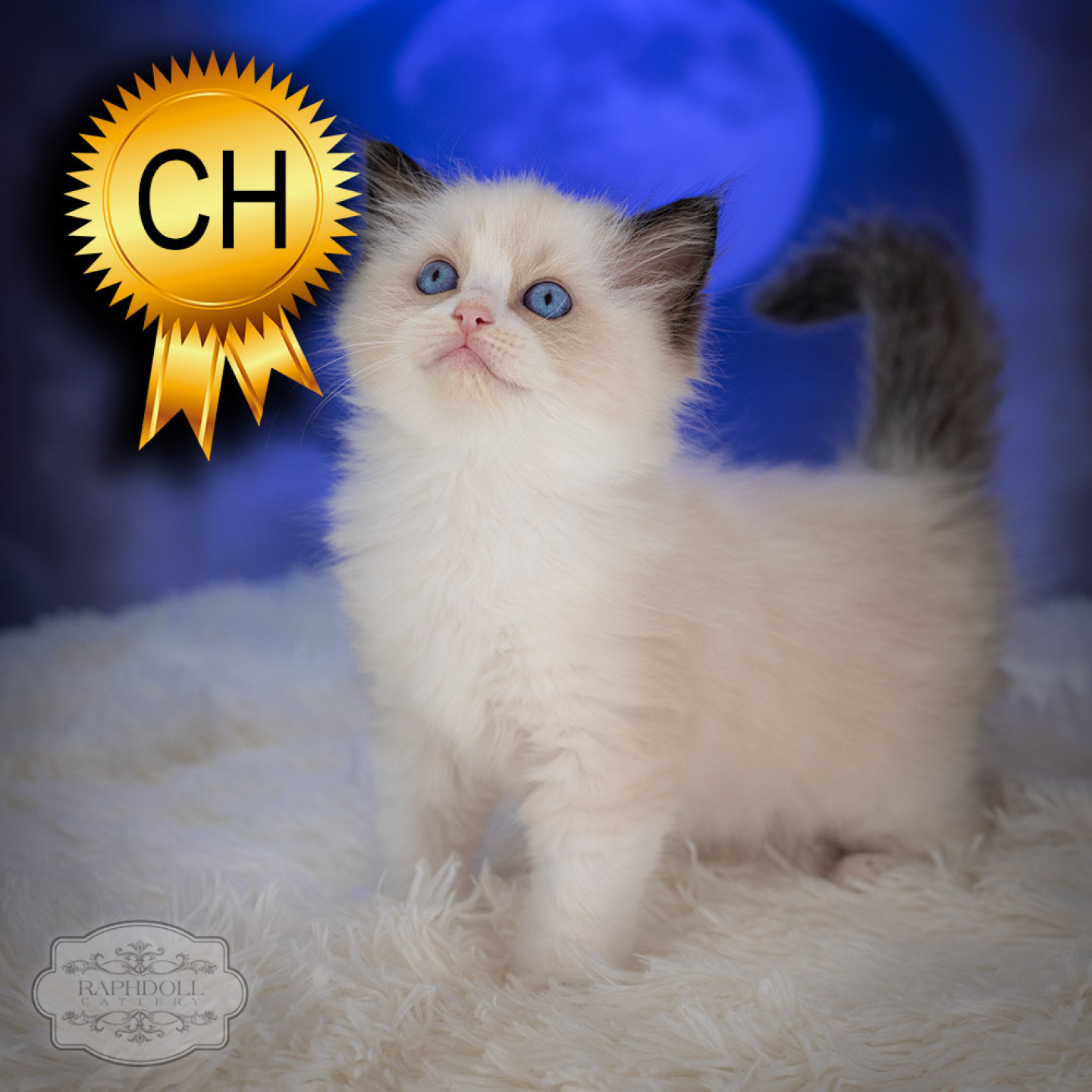 ragdoll-kitten-sale-ZPAC