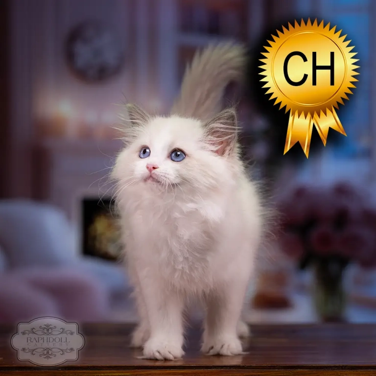 ragdoll kitten sale ragdoll-kitten-sale-ZCAJ