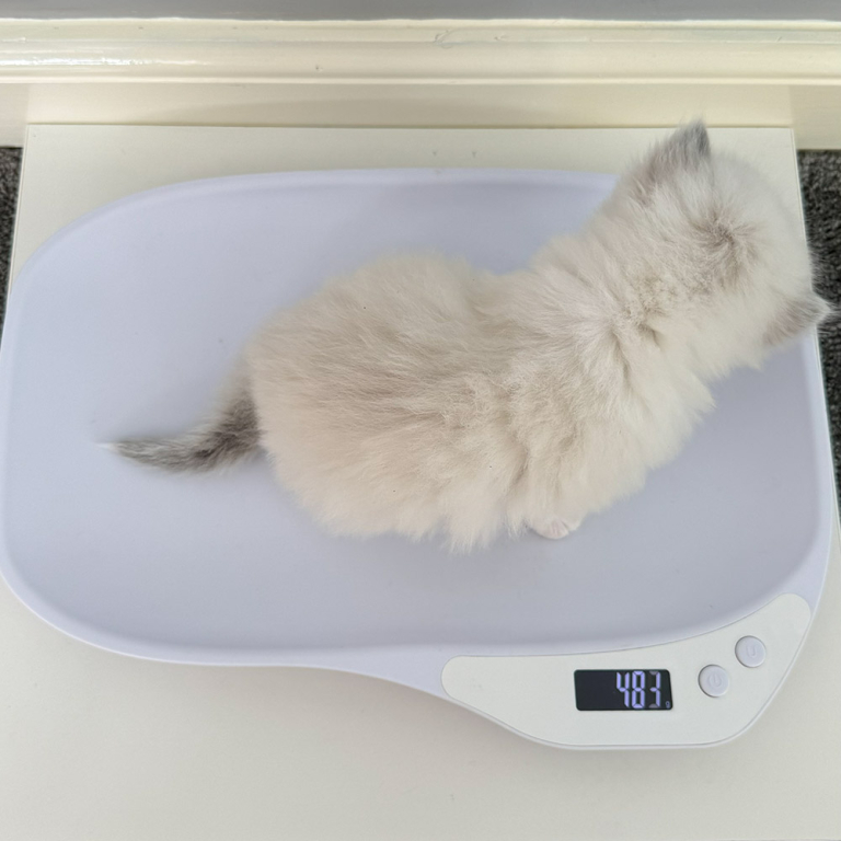 ragdoll-kitten-LSDA