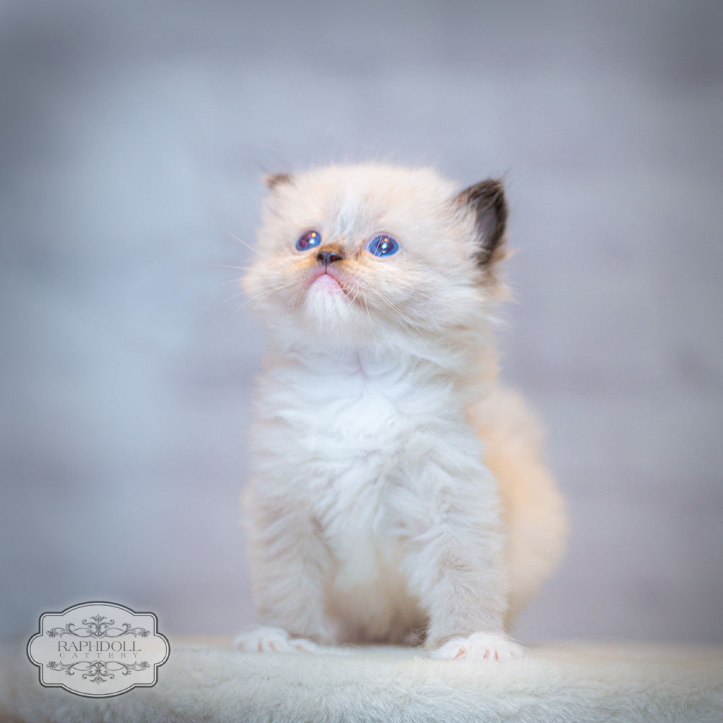 ragdoll-kitten-for-sale-feb2024-PJBD