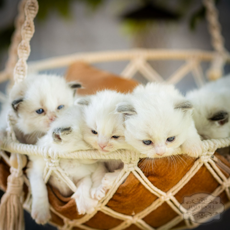 ragdoll-kittens-bicolor-london11-w1