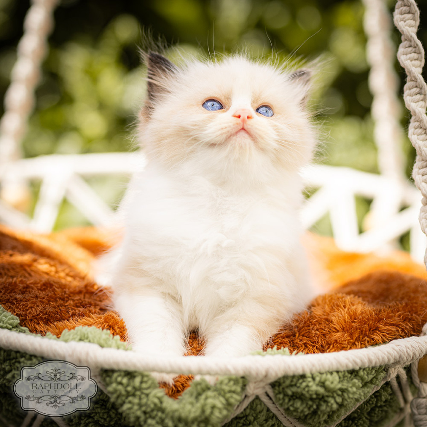 ragdoll-kitten-bicolor-for-sale-LPBD-w